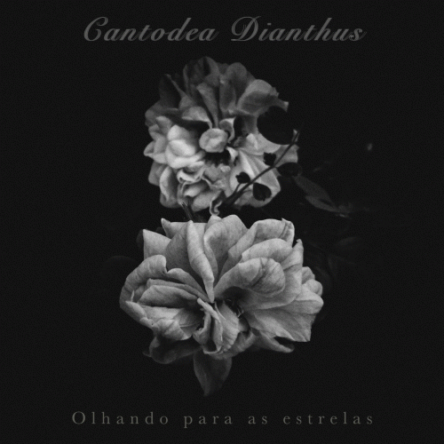 Cantodea Dianthus : Olhando para As Estrelas